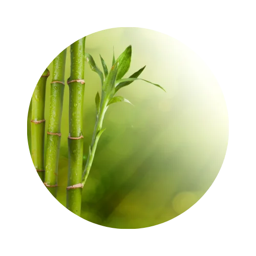 Bamboo leaves