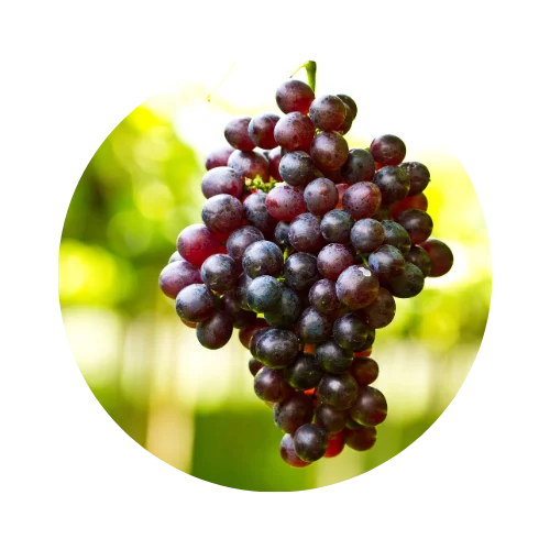 Grapes with Green Background