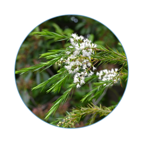 Tea Tree